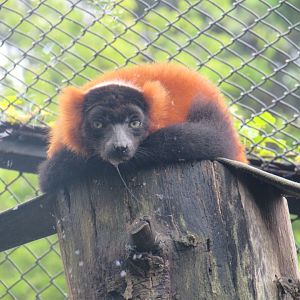 Red-ruffed Lemur