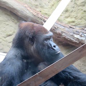 Ashmar - gorilla male