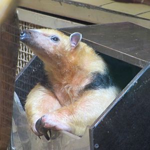 Southern tamandua