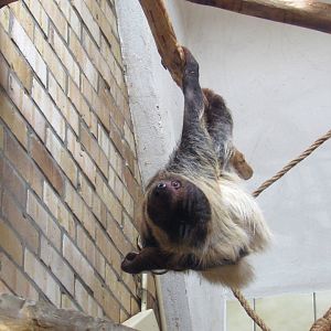 Linnaeus two-toed Sloth