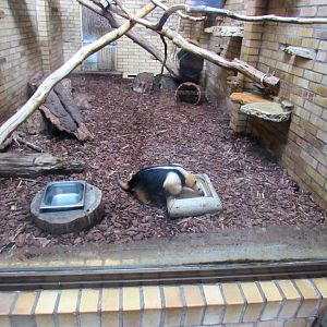 Southern Tamandua enclosure