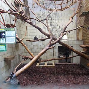 Black Lemur enclosure