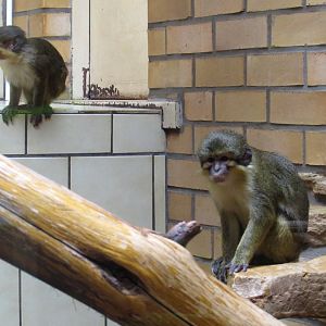 Northern (Gabon) Talapoin monkey