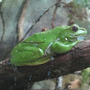 Chinese flying Frog