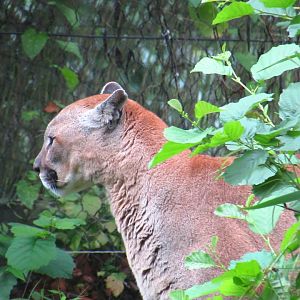 Mountain Lion