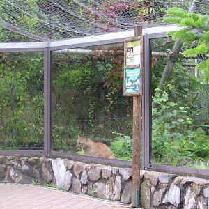 Mountain Lion looks like a guest