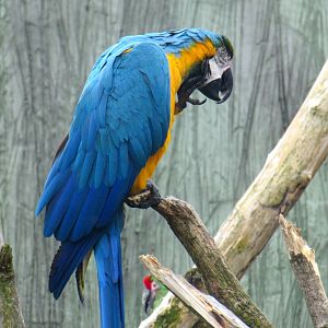 Blue-and-Yellow Macaw