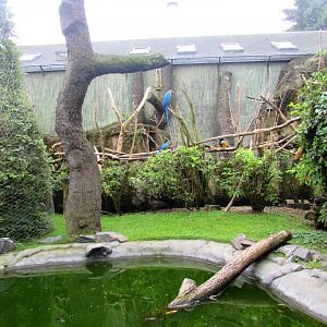 Mixed Aviary - central view