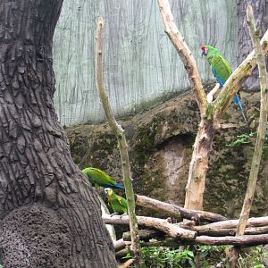 Military Macaw and Blue-fronted Amazon in a mixed aviary