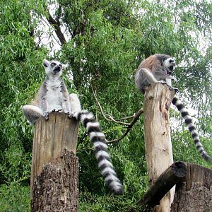 Ring-tailed Lemurs on the walktrough island