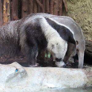 Giant Anteater