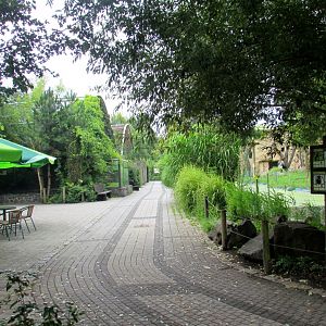 On the left - ocelot and jaguar aviary, on the right - gorilla and mantled guereza enclosure.