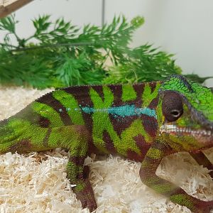 Furcifer pardalis Vohemar