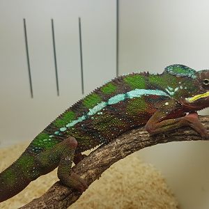 Furcifer pardalis Ambilobe