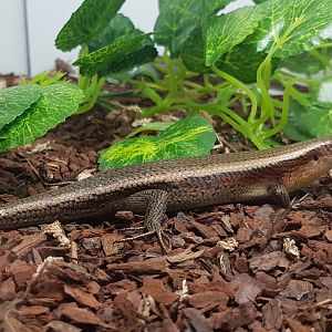 Mabuya multifasciata