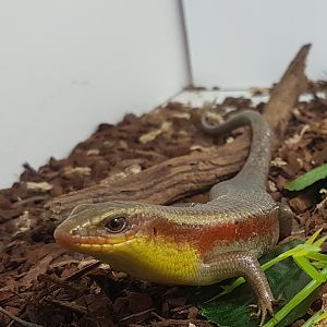 Mabuya multifasciata