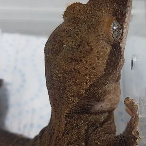 Correlophus sarasinorum