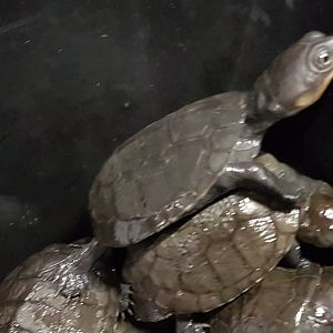 African helmeted turtles - Pelomedus subrufa