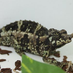 Trioceros jacksoni willengensis