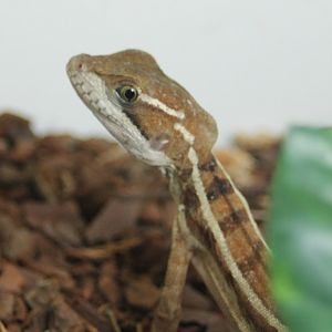 Basiliscus vittatus