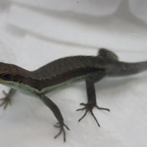 Mabuya ID - Cameroon