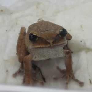 Rhacophorus leucomystax