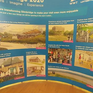 Slimbridge 2020 plans