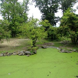 Part of the South America enclosure