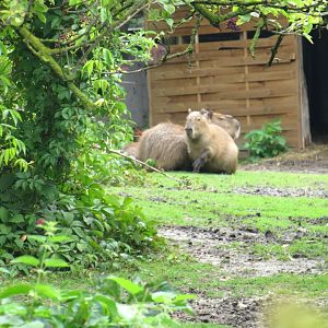 South America enclosure - Capybaras