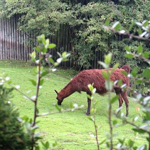 South America enclosure - Llama