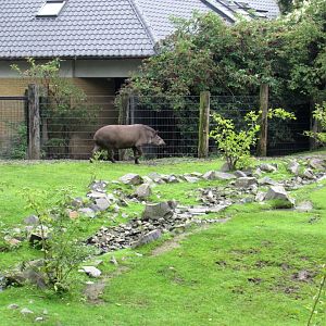 South America enclosure - Lowland Tapir