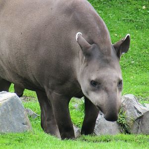 Lowland Tapir