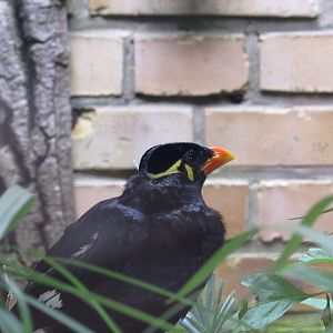Common Hill Myna