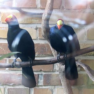 Violet Turacos