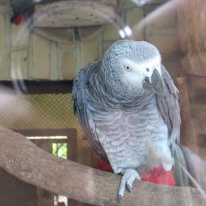 Congo Grey Parrot
