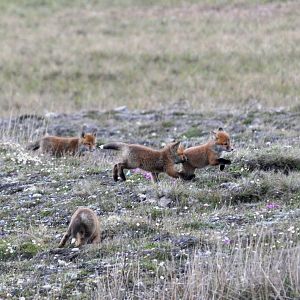 Red Fox kits - Alaska