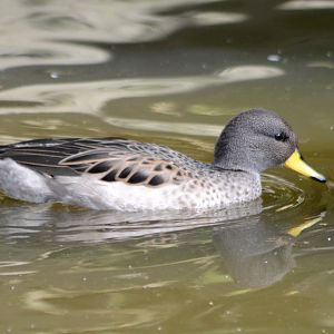 Yellow-billed teal (Anas flavirostris)