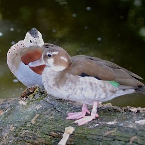 Ringed Teal (Callonetta leucophrys)