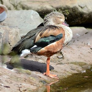 Orinoco Goose (Neochen jubata)