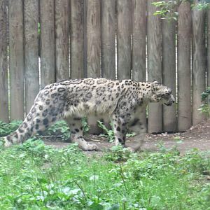 Snow Leopard