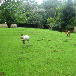 Addax and Sitatunga enclosure