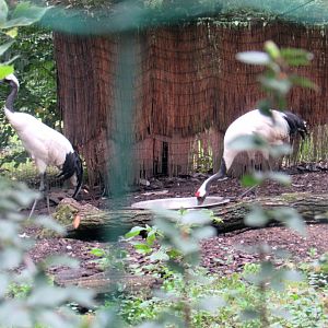 Red-crowned Cranes