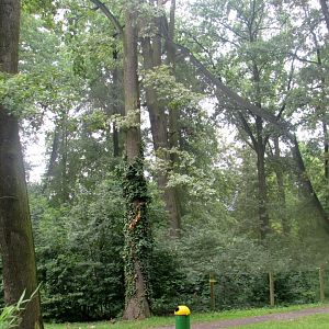 Red-crowned Cranes aviary