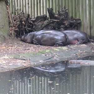 Pygmy Hippos