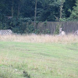 Savanna. Zebras herd.