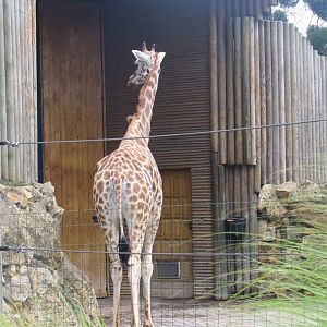 Giraffe