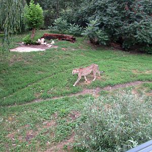 Cheetah on the first enclosure