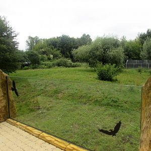 Second cheetah enclosure