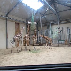 Giraffe family in the pavilion