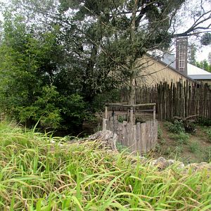 Red River Hog enclosure